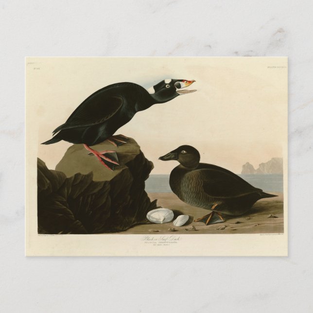 Schwarz- oder Surfente Postkarte (Vorderseite)