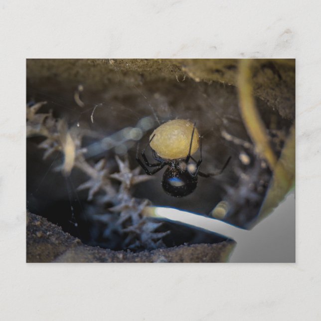 Schwarz Postkarte (Vorderseite)