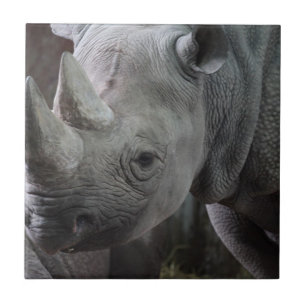 Schwarz Rhinozeros Foto Fliese