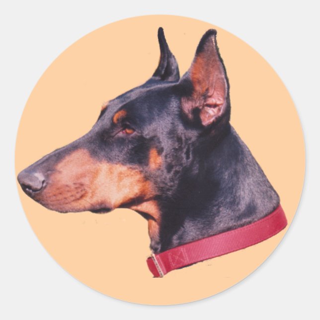Schwarz-Rost Doberman Pinscher Hund Sticker (Vorderseite)