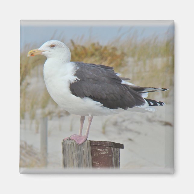 Schwarz-Rücken-Gull-Serie Magnet (Vorne)