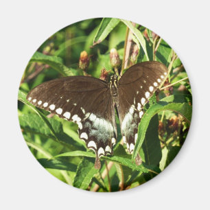 Schwarz-Schwalbenschwanz-Schmetterling Naturfotogr Magnet
