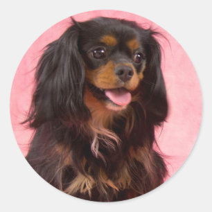 Schwarz & Tan Cavalier King Charles Pink Aufkleber