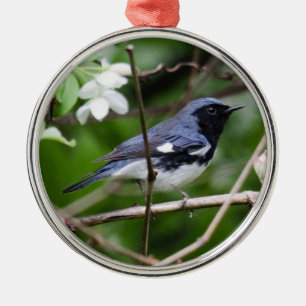 Schwarz-throated blauer Trällerer Ornament Aus Metall