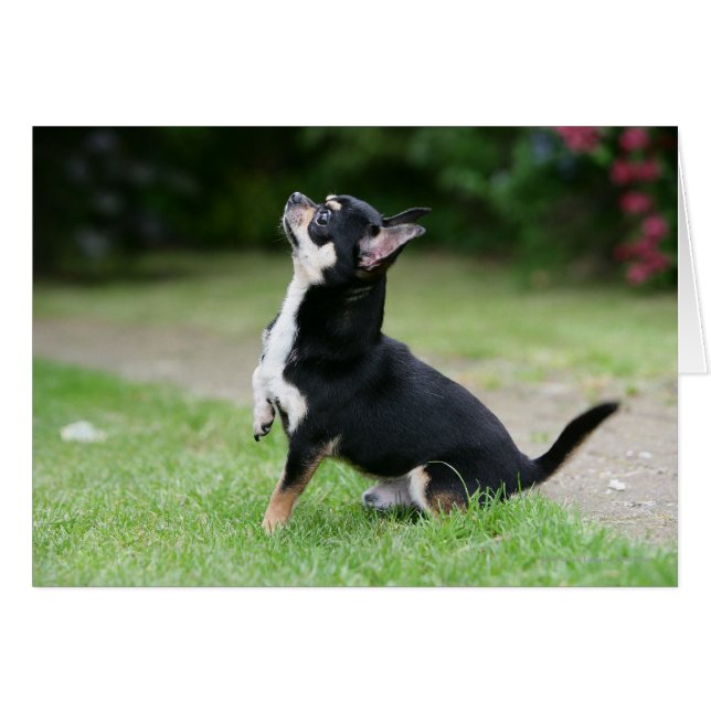 Schwarz und Cream Chihuahua (Vorderseite (Horizontal))