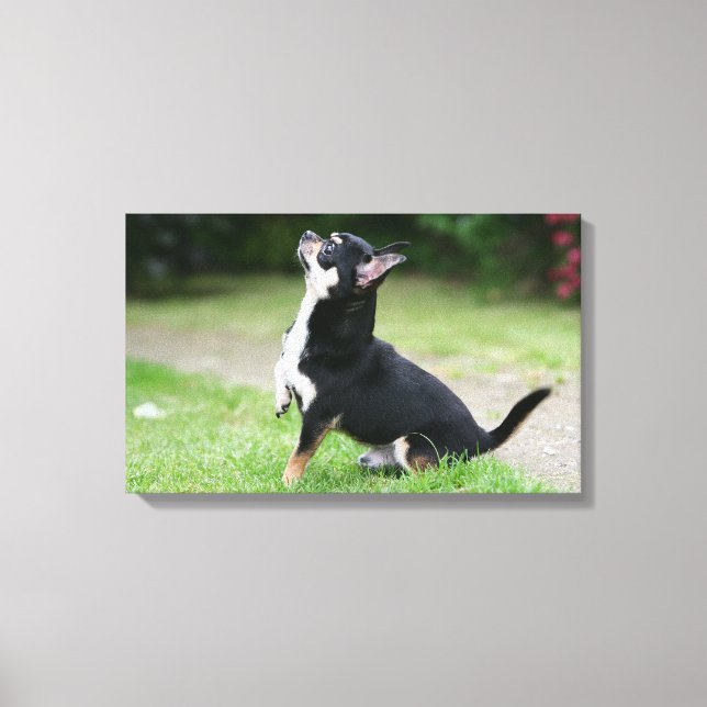 Schwarz und Cream Chihuahua Leinwanddruck (Vorderseite)