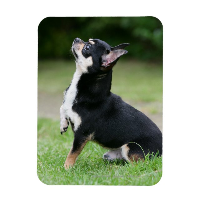 Schwarz und Cream Chihuahua Magnet (Vertikal)