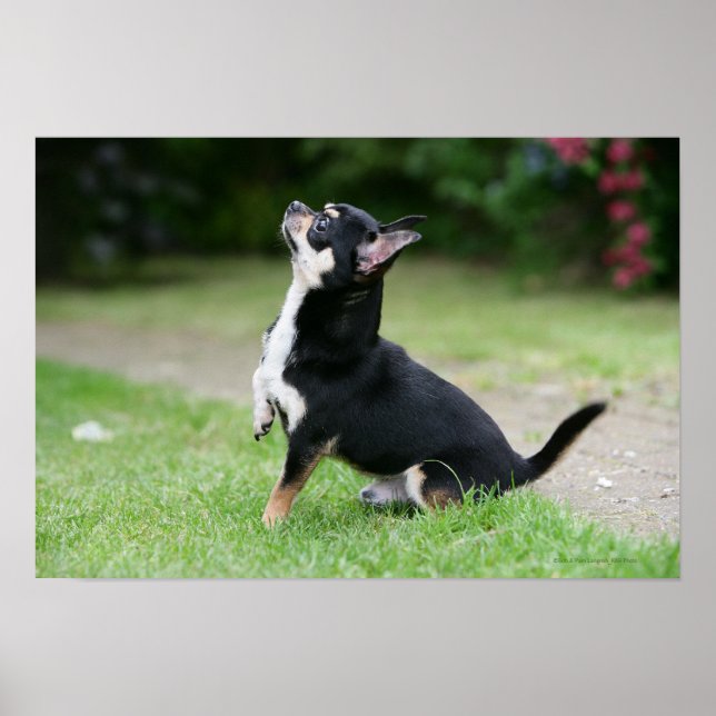 Schwarz und Cream Chihuahua Poster (Vorne)