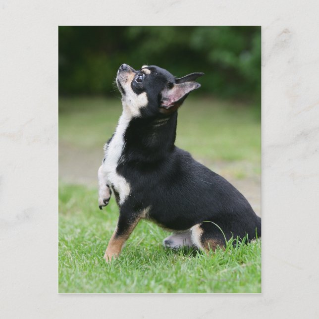 Schwarz und Cream Chihuahua Postkarte (Vorderseite)