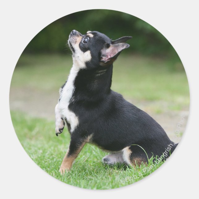 Schwarz und Cream Chihuahua Runder Aufkleber (Vorderseite)