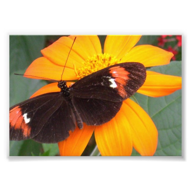 schwarz und orange fotodruck (Vorne)