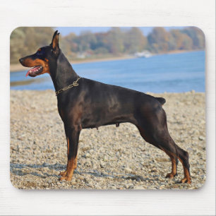 Schwarz und Tan Doberman Pinscher an der Küste Mousepad