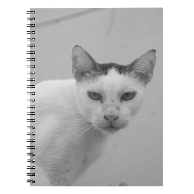 Schwarz und Weiß - Katze 02 Notizblock (Vorderseite)