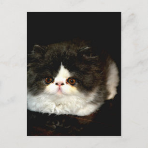 Schwarz und Weiß Postkarte