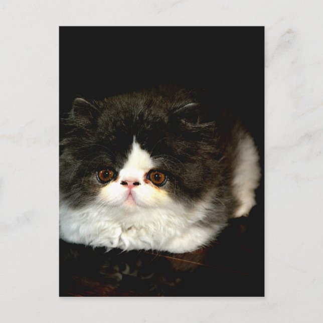 Schwarz und Weiß Postkarte (Vorderseite)