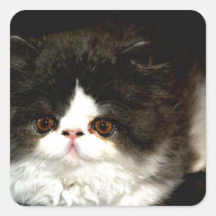 Schwarz und Weiß Quadratischer Aufkleber