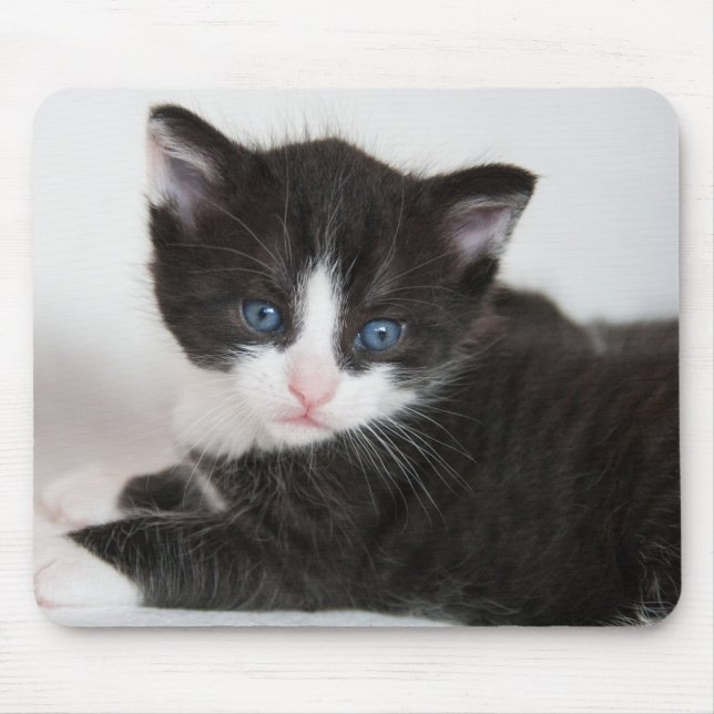 Schwarz und Weiß Tuxedo Kitten Mousepad (Vorne)