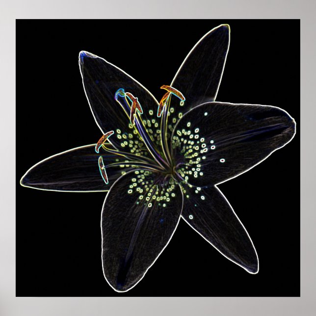 Schwarz-Velvet-Lily-Poster Poster (Vorne)