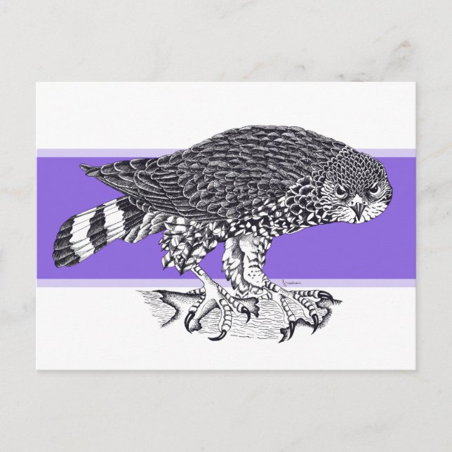 Schwarz-Weiß-Abbildung von Sparrow Hawk Postkarte (Vorderseite)