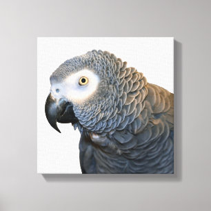 Schwarz-Weiß-Afrikanischer Grau-Papagei-Canvas dru Leinwanddruck