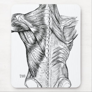 Schwarz-Weiß-Anatomie-Kunst Rückenmuskeln (1890) Mousepad