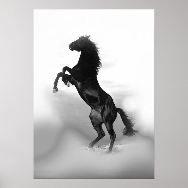 Schwarz Weiß Aufzucht Pferd Poster (Vorne)