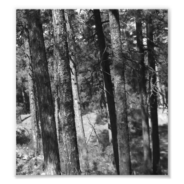 Schwarz-Weiß-Bäume überall Fotodruck (Vorne)