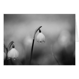 Schwarz-Weiß-Beileid-Beileid