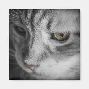 Schwarz-Weiß-Bild einer Katze Magnet