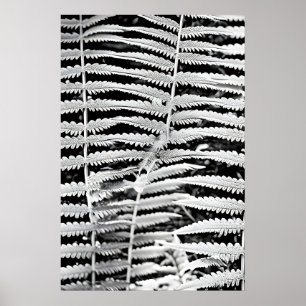 Schwarz-Weiß-Bild von Waldfarn Poster