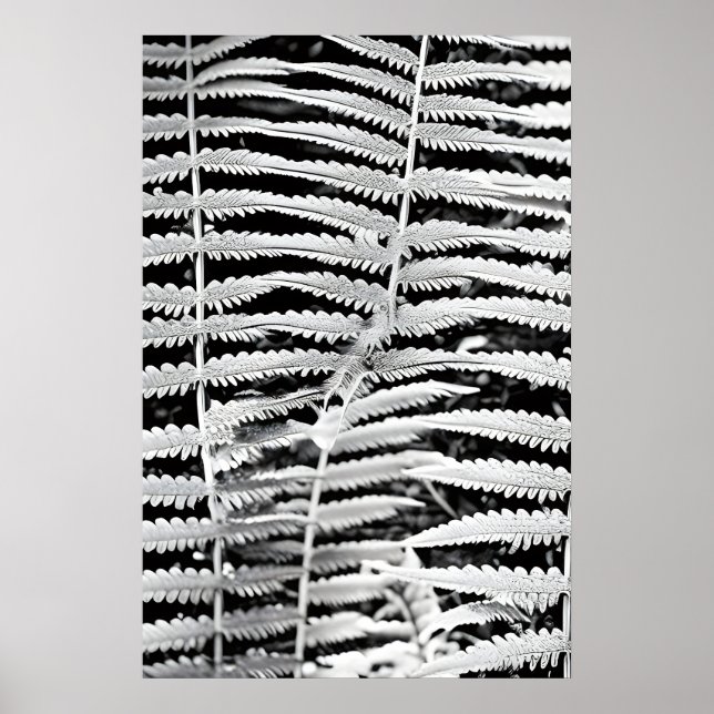 Schwarz-Weiß-Bild von Waldfarn Poster (Vorne)