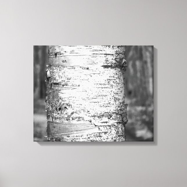 Schwarz & Weiß Birch Tree Trunk Birch Bark 16x20 Leinwanddruck (Vorderseite)