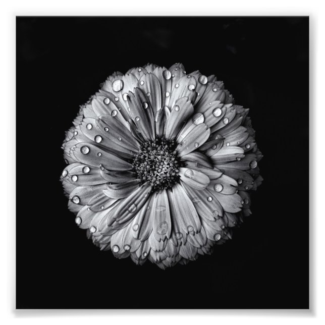 Schwarz-Weiß-Blume 10 Fotodruck (Vorne)