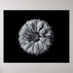 Schwarz-Weiß-Blume 10 Poster