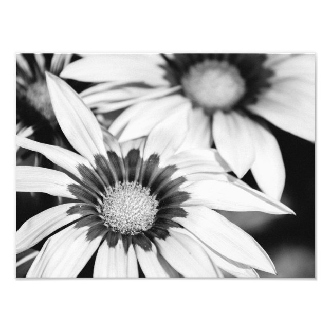 Schwarz-Weiß-Blume Fotodruck (Vorne)
