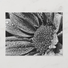 Schwarz-Weiß-Blume mit Morgentau, Postkarte