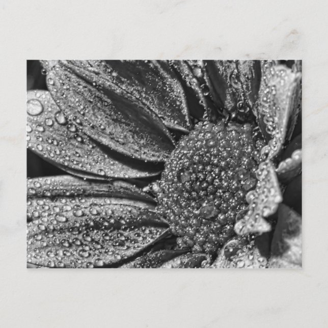 Schwarz-Weiß-Blume mit Morgentau, Postkarte (Vorderseite)