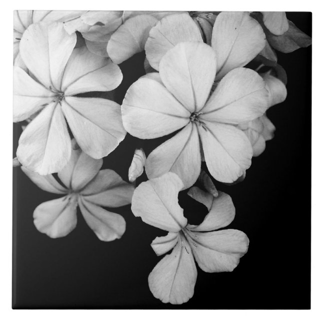 Schwarz-Weiß-Blume nah Fliese (Vorderseite)