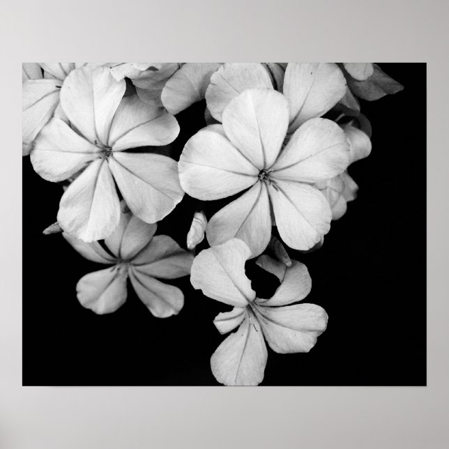 Schwarz-Weiß-Blume nah Poster (Vorne)