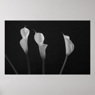 Schwarz-Weiß-Blume-Poster Poster