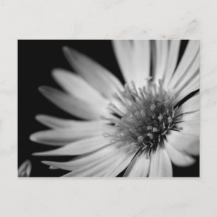 Schwarz-Weiß-Blume Postkarte