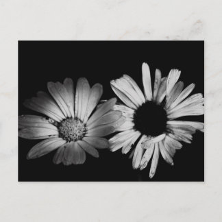 Schwarz-Weiß-Blume Postkarte