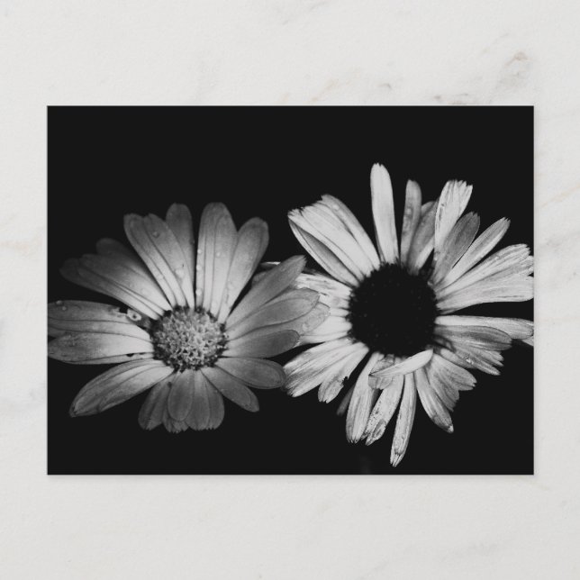 Schwarz-Weiß-Blume Postkarte (Vorderseite)