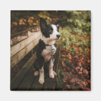 Schwarz-Weiß-Border-Collie auf der Monte Tamaro