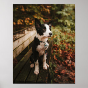 Schwarz-Weiß-Border-Collie auf der Monte Tamaro Poster