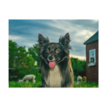 Schwarz-weiß Border Collie Hund Postkarte