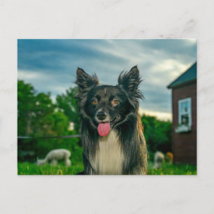 Schwarz-weiß Border Collie Hund Postkarte