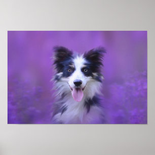 Schwarz-Weiß-Border-Collie Poster