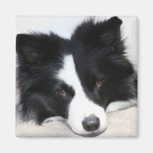 Schwarz-Weiß-Border-Collie Puppy-Hundemagnet Magnet