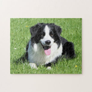 Schwarz-Weiß-Border-Collie Puzzle